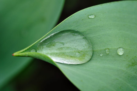 Dew