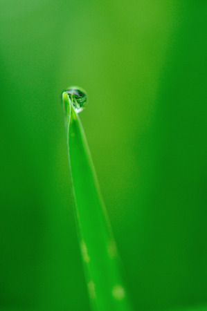 Dewの写真素材