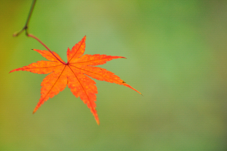 maple leafの写真素材