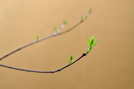Bud