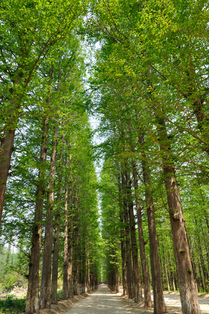 Fir treesの写真素材