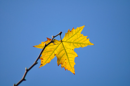 The autumn leavesの写真素材