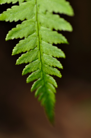 Fernの写真素材