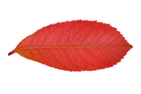 A leafの写真素材