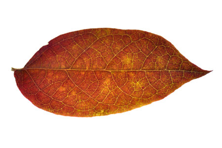 A leaf