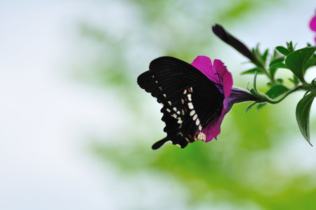 A butterflyの写真素材