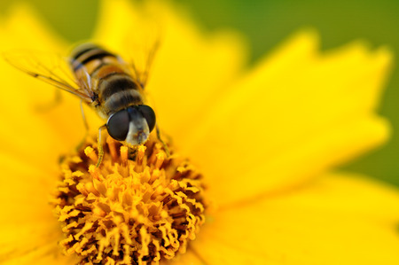 Close up to a beeの写真素材