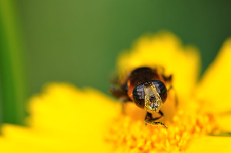 Close up to a beeの写真素材