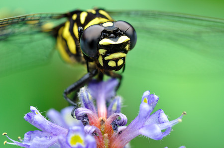 A Dragonflyの写真素材