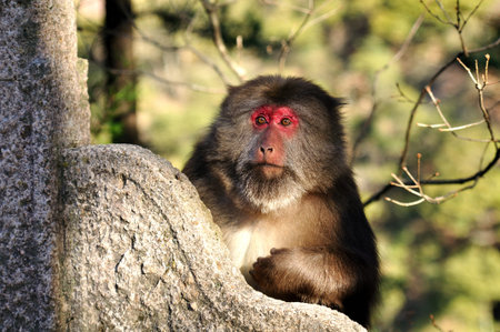 monkey