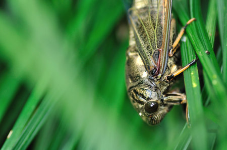 Close up to cicadaの写真素材