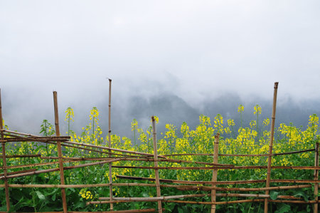 Rape blossoms