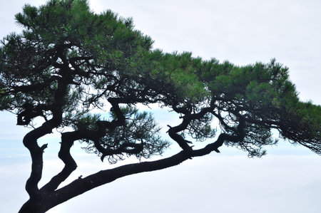 Pine tree