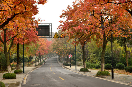 Autumn Longjing Rd