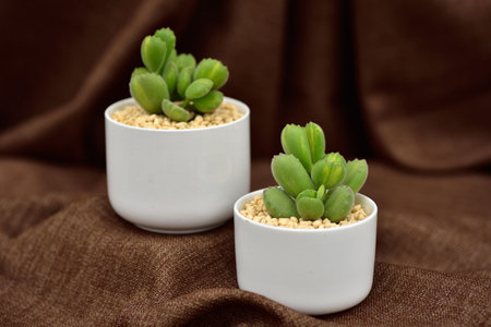 Succulent plant