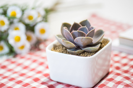 Succulent plantの写真素材