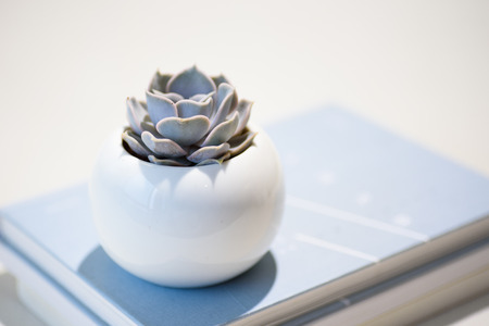 Succulent plantの写真素材