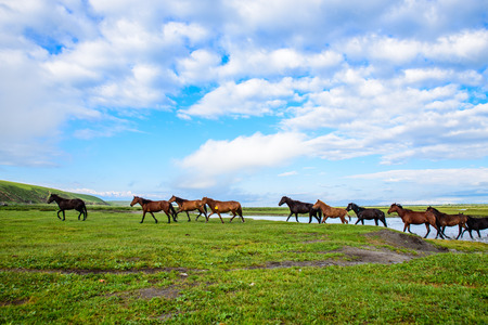 Horseのeditorial素材