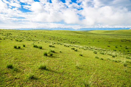 Landscape view of a grasslandの写真素材
