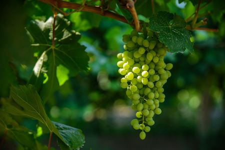 grapeの写真素材