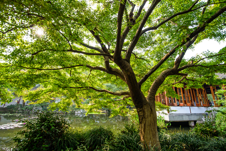 maple tree at Fenyang villaのeditorial素材