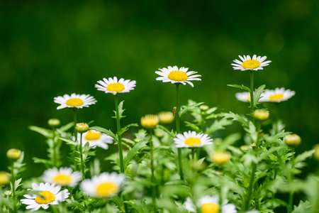Gerbera