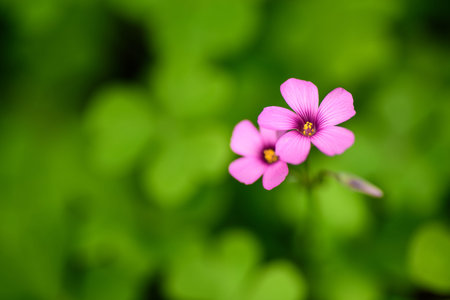 Oxalis