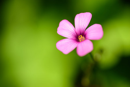 Oxalis Corymbosa