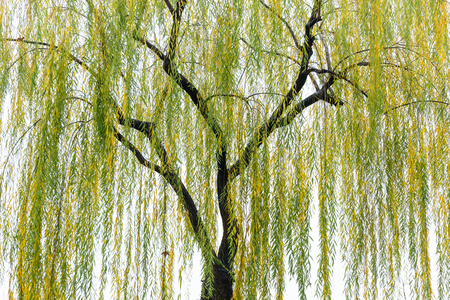 Willowの写真素材