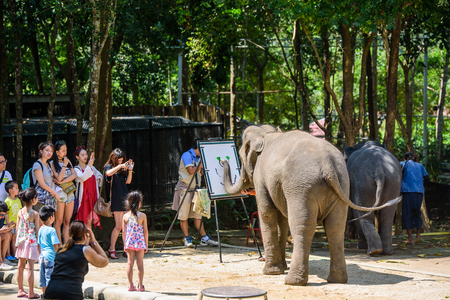 Koh Samui Thailand elephant showのeditorial素材