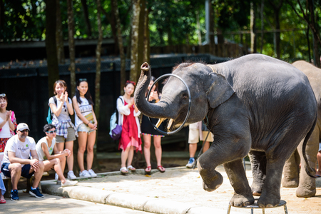 Koh Samui Thailand elephant showのeditorial素材