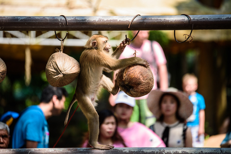 Koh Samui Thailand monkey showのeditorial素材