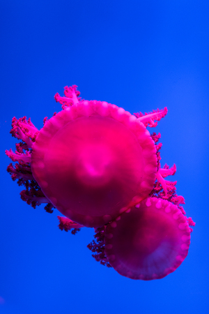 jellyfishの写真素材