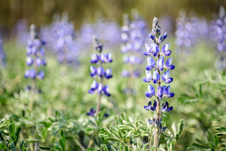 purple lupine Flowersの写真素材