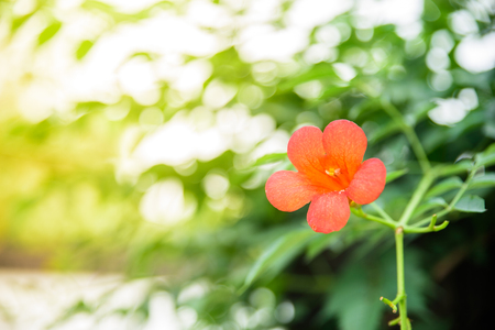Ipomoea cairica flowerの写真素材