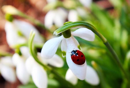 Red ladybird on white snowdrops with green leafs in spring.の写真素材