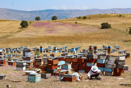 Traditional beekeeper with big white hat working in front of hundreds of colorful beehives in scenic...