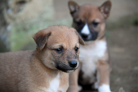 A close-up of a cute young dog with his friend in the background.