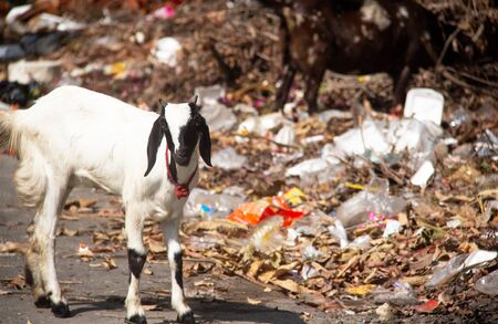 White and black goat looking for food near garbage.の写真素材