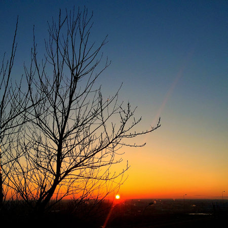 Silhouette of a tree at sunsetの写真素材