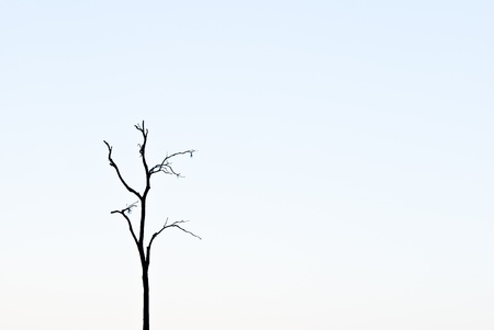 tree in the skyの写真素材