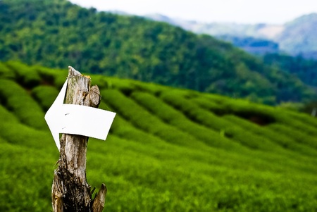 Green tea farm in Chiangraiの写真素材