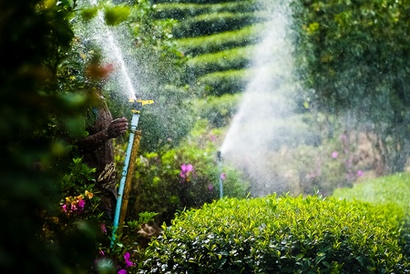 Green tea farm in Chiangraiの写真素材