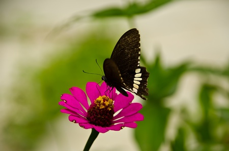 Flower and butterflyの写真素材