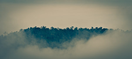 misty early morning forest with a bit of sunlight