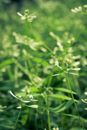 picture of The grass in the field vintage styleの写真素材