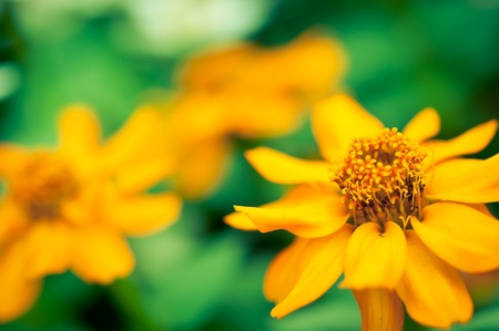 Beautiful yellow flower on unfocused green grassの写真素材