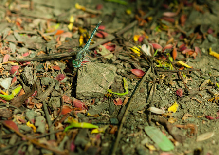 dragonfly rest at a rock in natureの写真素材