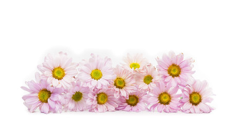 blue chrysanthemum flower isolate on white background