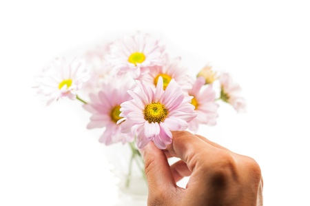 hand hold blue Chrysanthemum flower isolate on white backgroundの写真素材